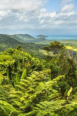 Daintree Rainforest